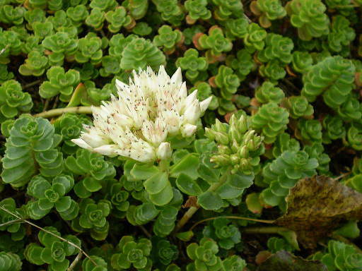 Sedum spurium